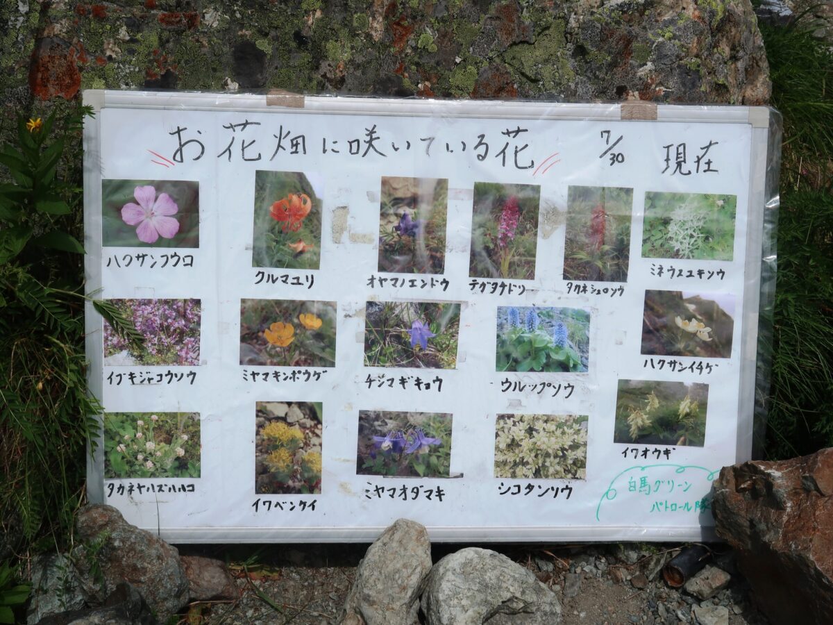 登山道の脇は現在咲いている花が画像付きで紹介されていた