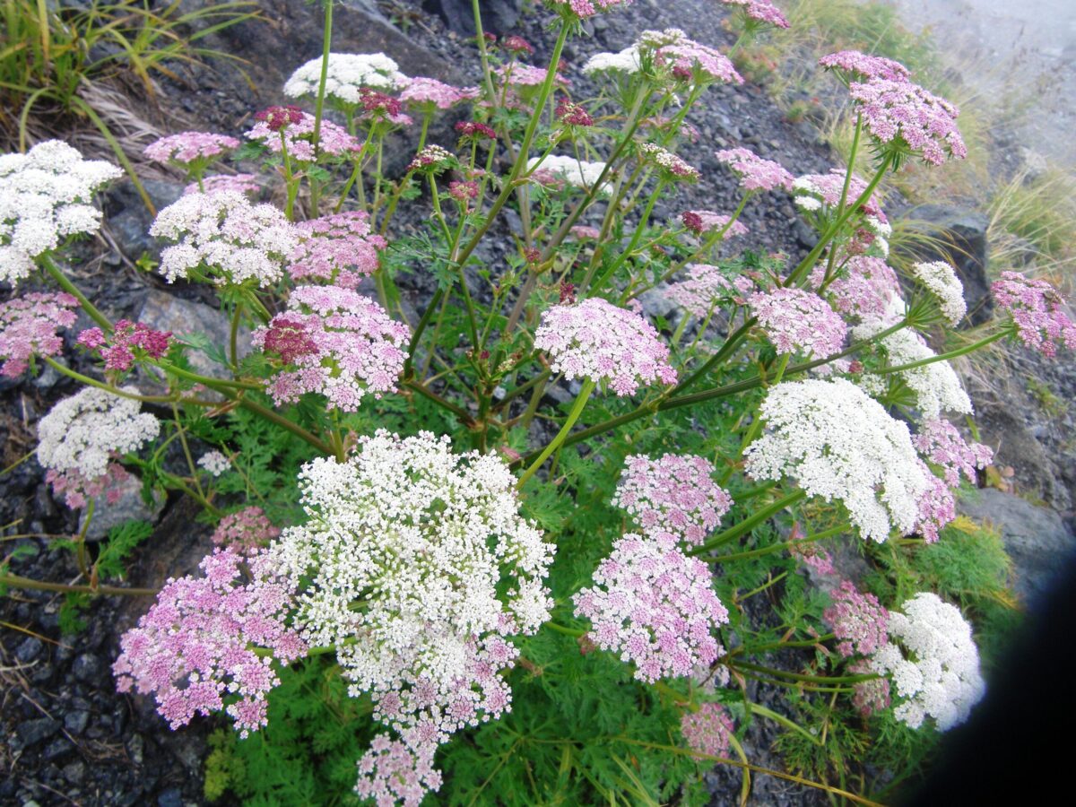 稜線近くで見かけたタカネイブキボウフウ。高山植物の開花は初夏に多いが、この花は9月にも見られた