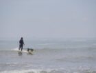 シニア犬でも元気だったコーダが、まさかの癌⁉　【サーフィン犬 コーダが教えてくれたこと　第8回】