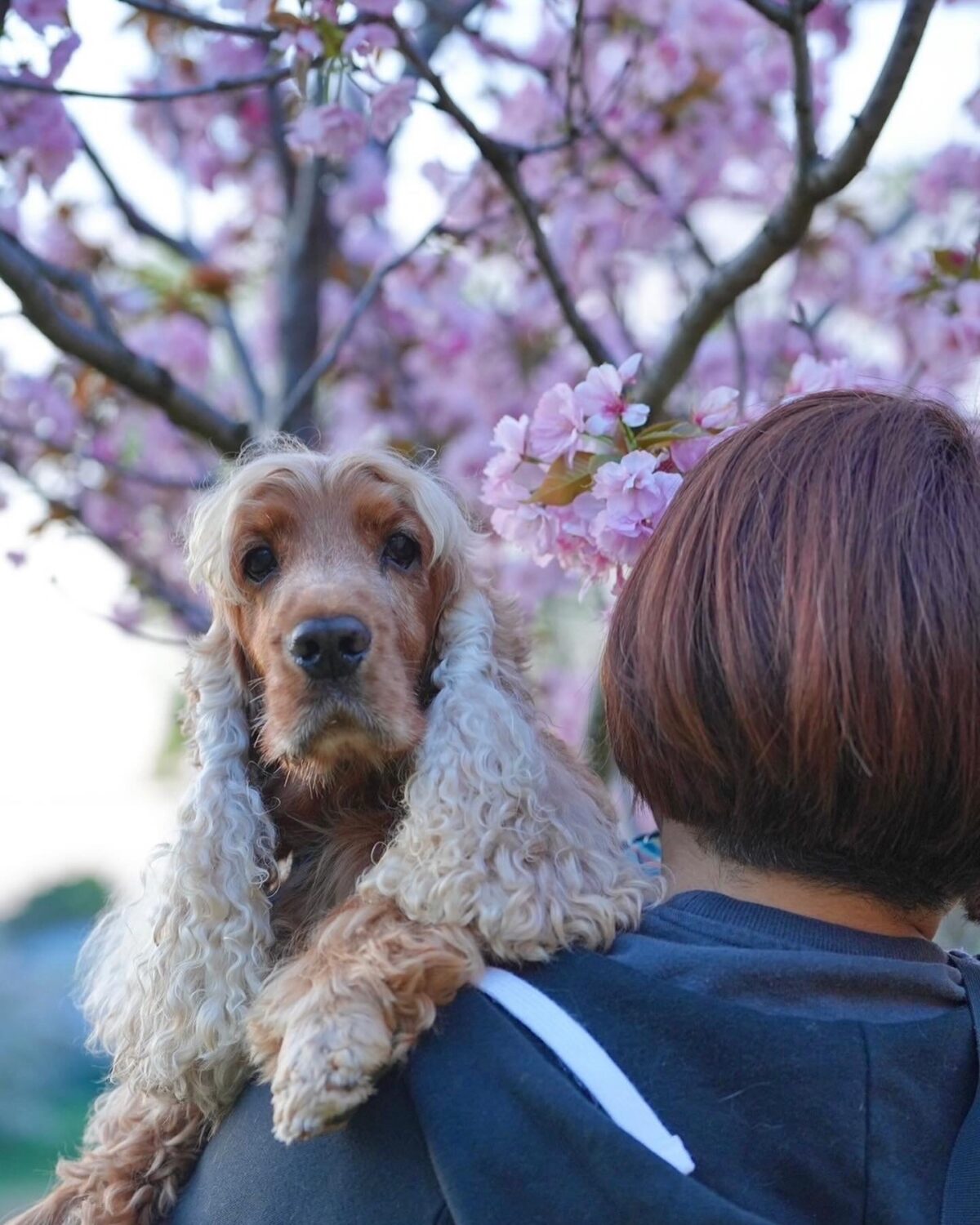 癌の診断後、桜を見に行った時のコーダ。いつもは元気に駆け上がる坂が上れず、具合は急速に悪くなっているようだった