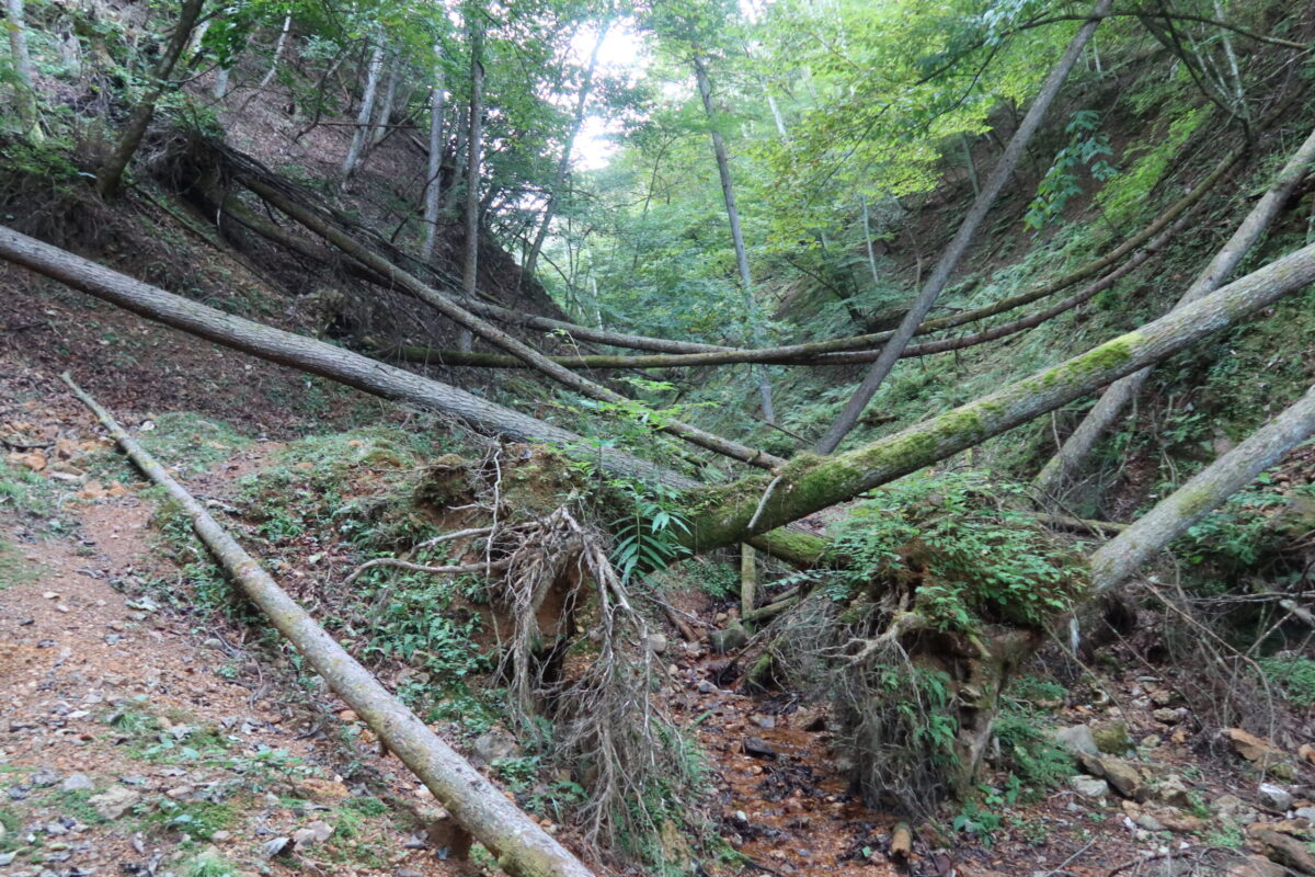 倒木が多くて、歩きにくい区間も点在。それにしても静かな場所だ