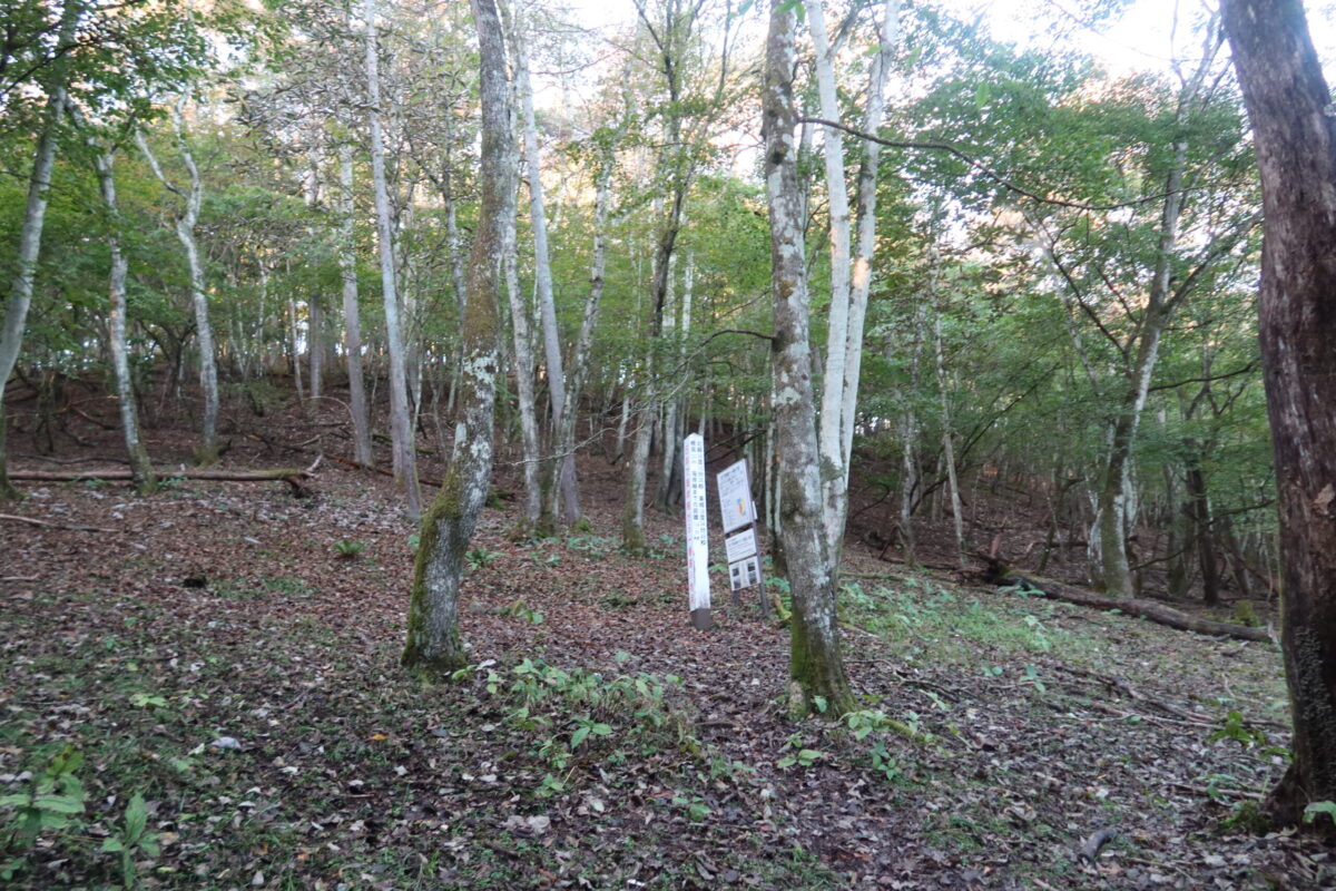 疎らな立ち木の間に、白い杭のようなものと看板が見える。下草がほとんどないこともあり、意外と目立っている