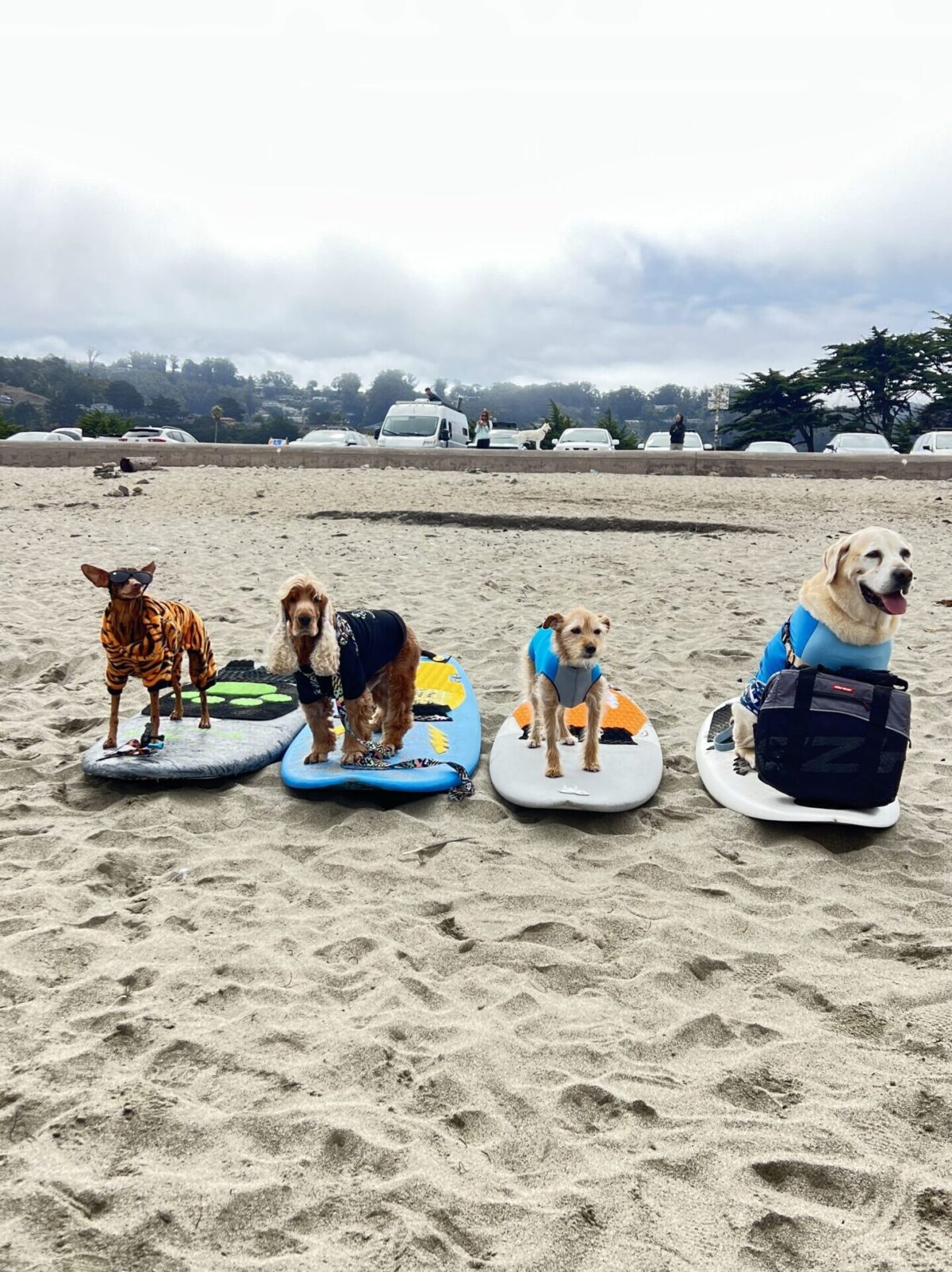 サーフィン犬がずらり勢ぞろい！　写真右からチャーリー、カーソン、コーダ、ラスティ