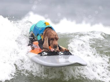 コーダや私の命が終わるとき、何も後悔しないように。いざ、サーフィン犬の聖地カリフォルニアへ！【サーフィン犬 コーダが教えてくれたこと　第9回前編】