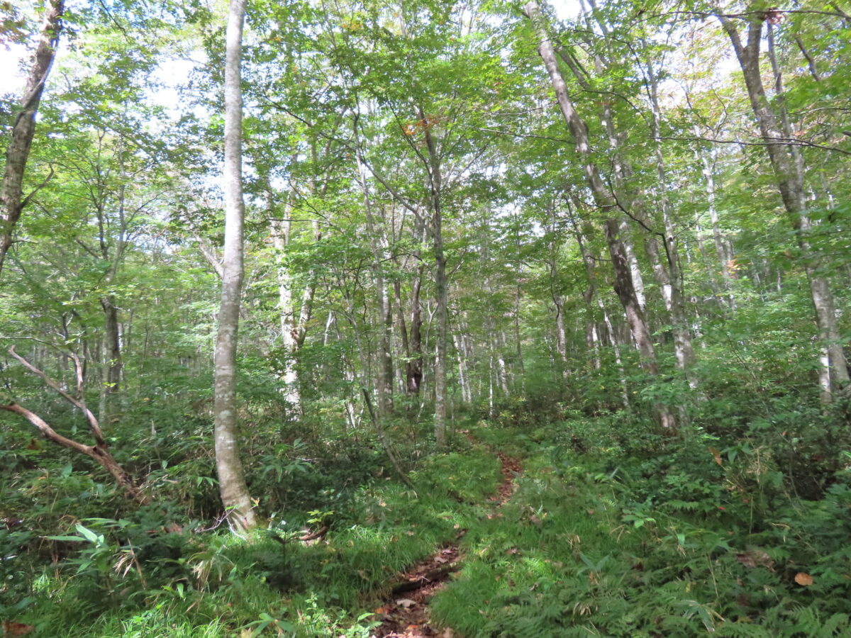 多くの登山者が通るメインの登山道から分岐して北石橋へ向かうと、このような雰囲気に。人影は非常に少なく、緑が濃すぎて、山慣れしていない人は緊張するかもしれない